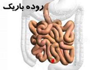 آناتومی روده کوچک